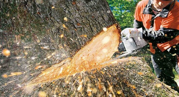 Boroondara Tree Removal